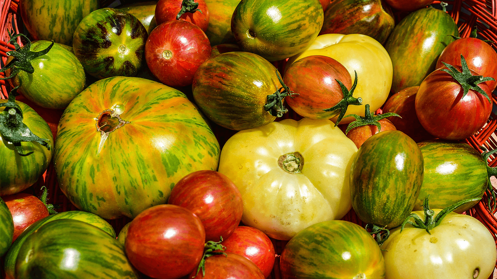 Heirloom Tomatoes